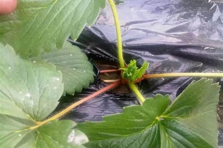 草莓施肥用什么肥草莓施肥时间方法