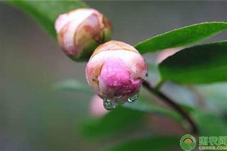 大棚阴天下雨可以打叶面肥吗