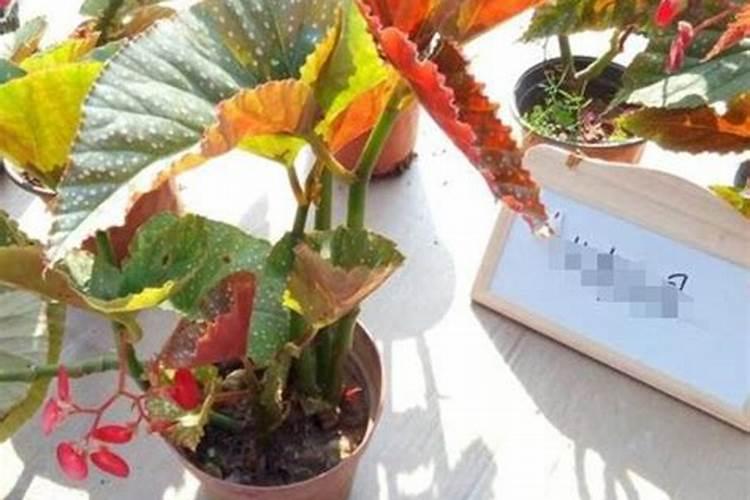 竹节海棠花的养殖方法,4个方法让竹节海棠繁花似锦