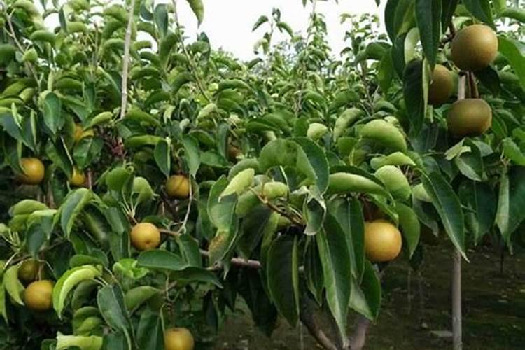 梨树夏季如何管理 梨树养殖方法