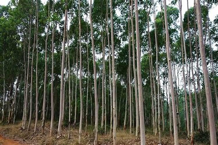 种植桉树底肥放多少