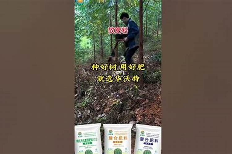 桉树用什么肥料生长快