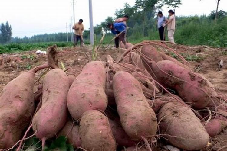 种红薯用什么肥料