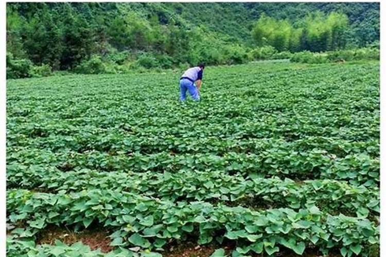 种红薯用什么肥料,才能让红薯的产量高？