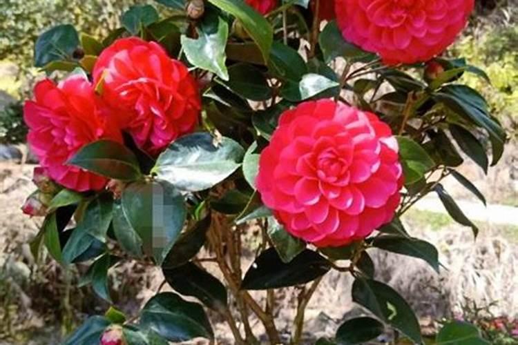 茶花怎么养护它的长势好