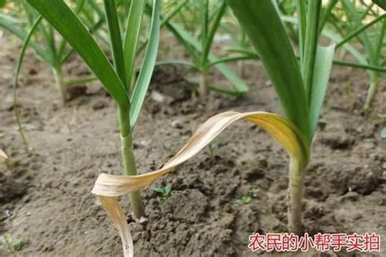 大蒜年前还要追肥,一共追几次,