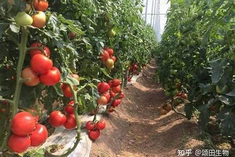 芋头苗前封闭除草剂用什么药？