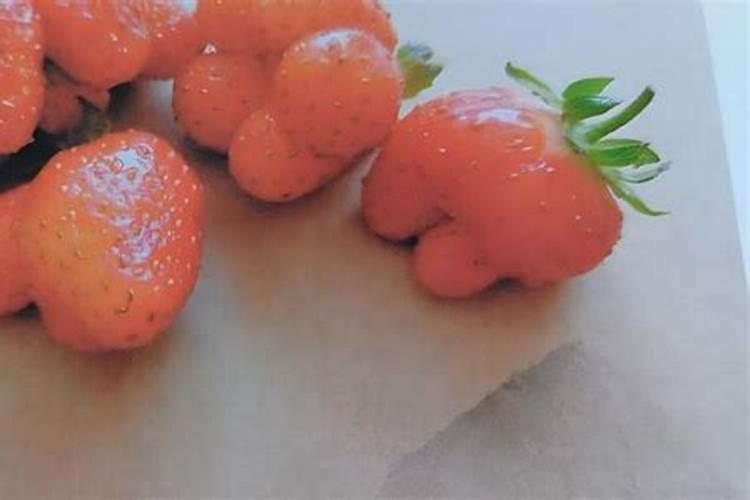 草莓苗种植多久能施肥 草莓苗要怎么施肥