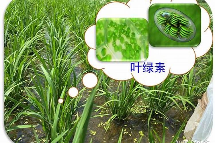 长效氮肥的使用方法及注意事项有哪些