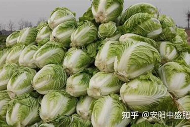 夏季高温大棚种植小白菜烂心怎样治？