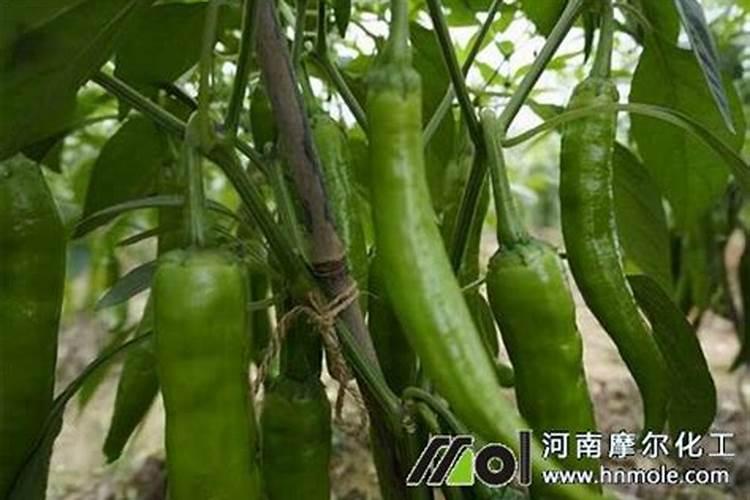 氨基酸水溶肥料的用法有哪些 氨基酸水溶肥使用禁忌