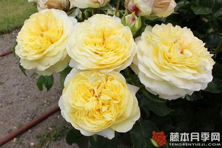 我的月季花的整个生长期该怎样施肥麻烦哪个大神告诉我一下？