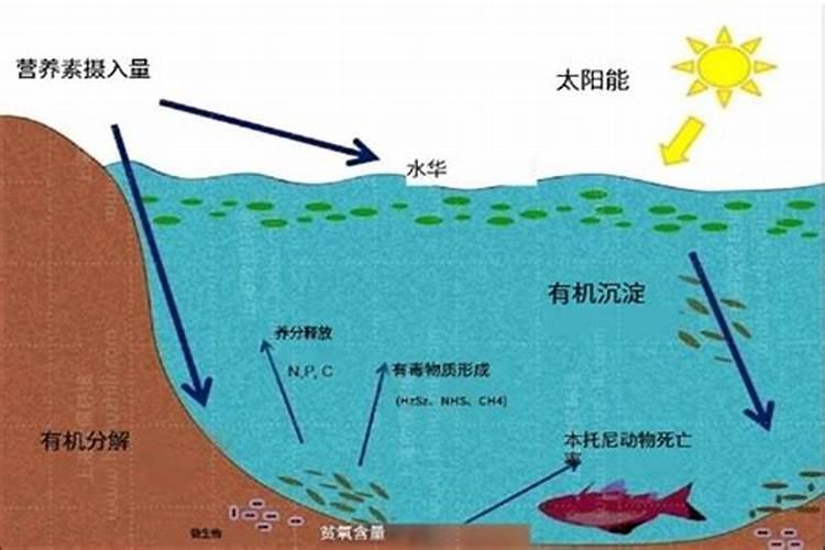 蓝藻如何处理