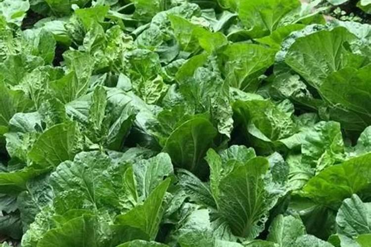 自家菜园的西红柿苗什么肥料