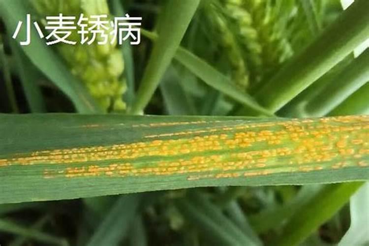 硼肥对小麦的作用与功效