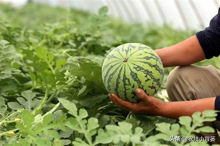 西瓜什么时候打叶面肥