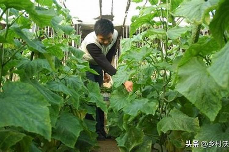 种植黄瓜如何使用磷酸二氢钾？