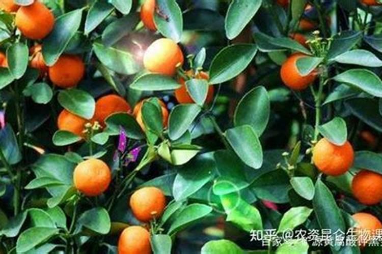 各位专家早上好!种柑橘,蔬菜各要哪一种磷肥打底好？过磷酸钙和钙镁磷肥...