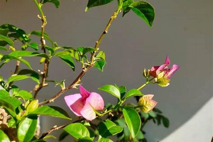 三角梅看到花苞后的施肥方法