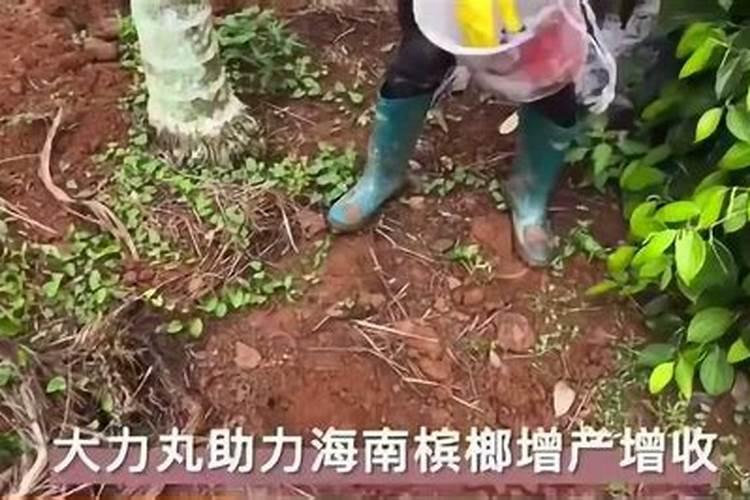 槟榔树保花保果用什么农药