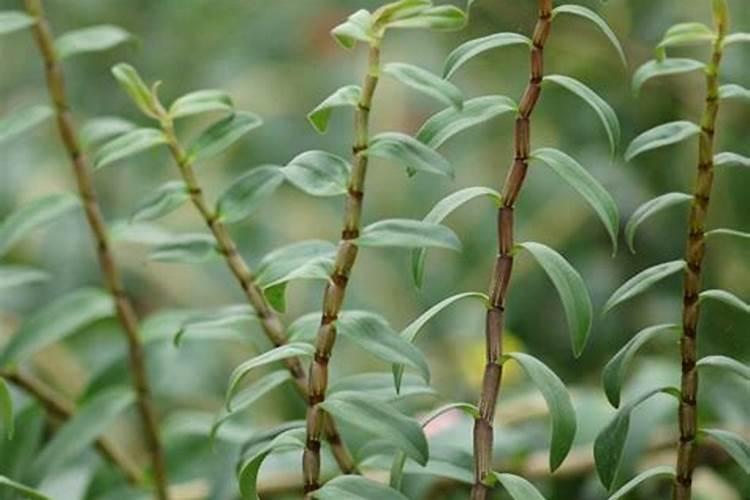 球花石斛怎么养才养的壮