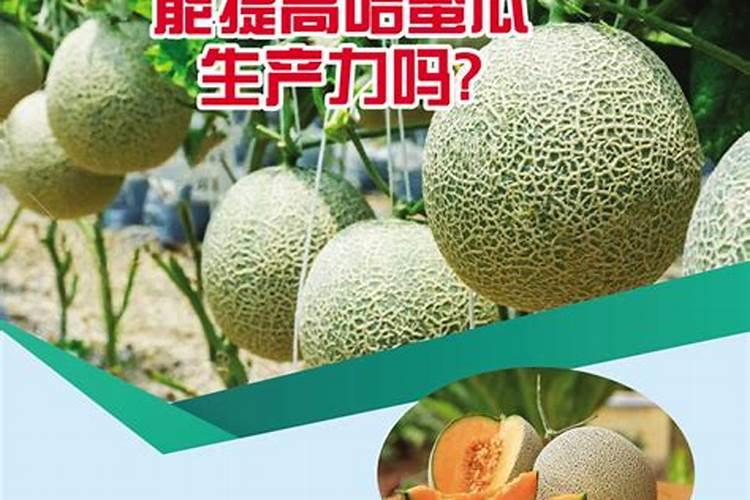 甜瓜叶子怎么了,是不是白粉病,