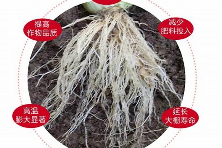 一喷绿有些什么效果