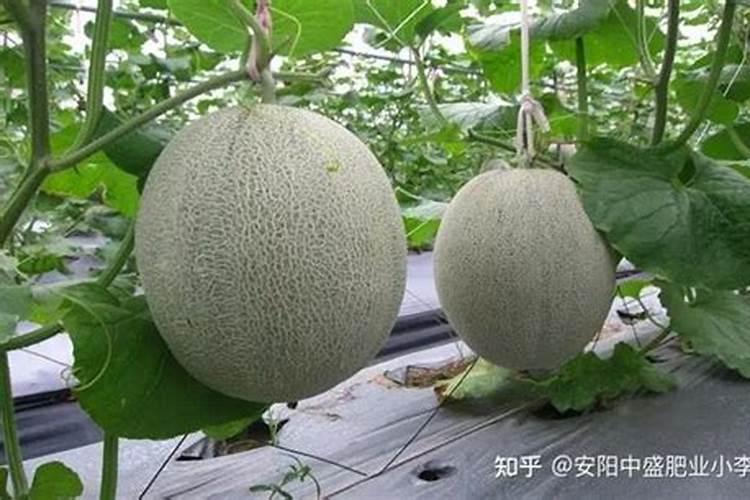 大棚韭菜用哪些复合肥最好？该怎样选择？