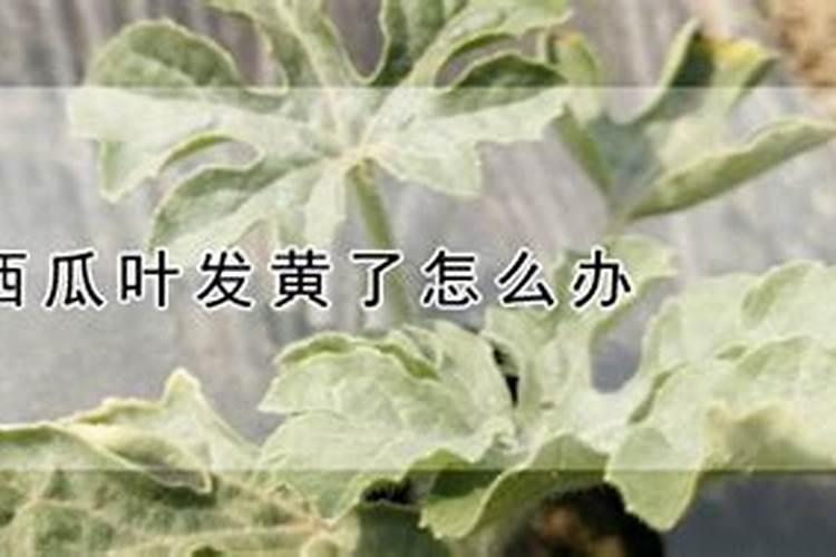 西瓜苗黄叶是什么原因 如何防治西瓜干枯