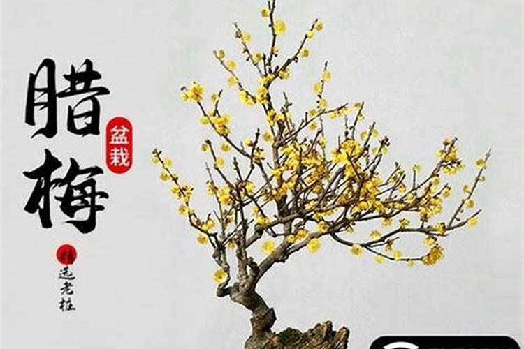 腊梅哪时候和怎么施肥比较好 腊梅施肥时间和方法