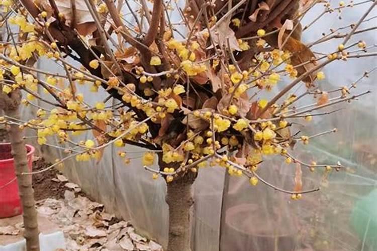腊梅在什么季节种最容易活下来 春季要施展叶肥