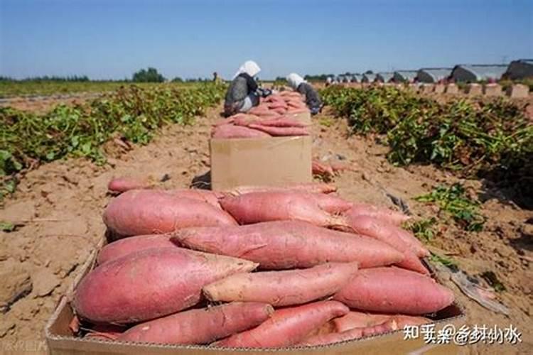 红薯用什么肥料才能高产