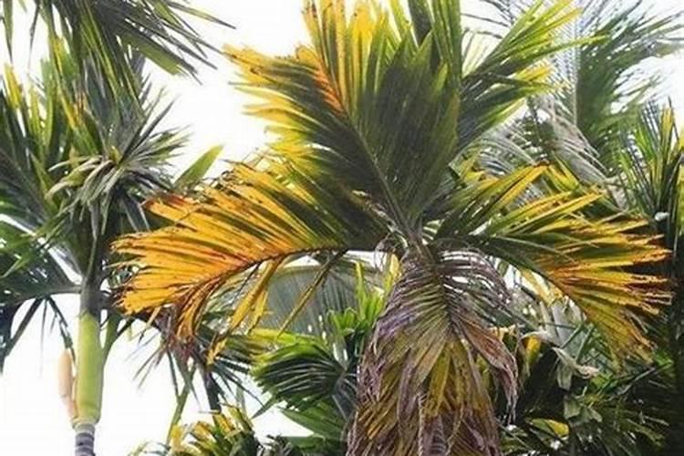 槟榔施什么钾肥才能达到高产