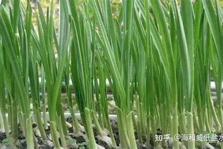 大蒜膨大期用什么肥料
