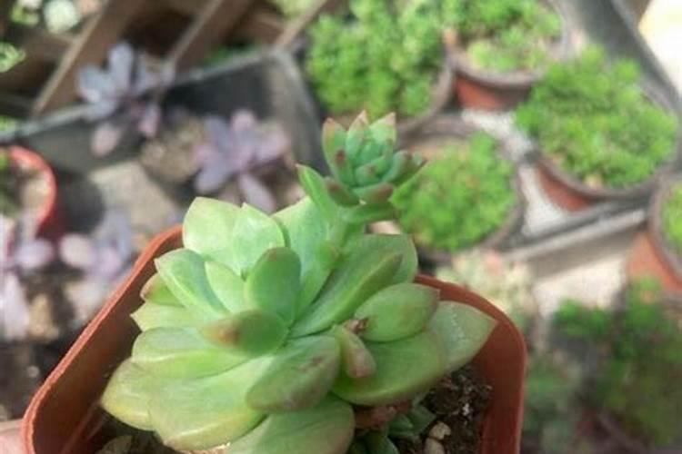 给多肉施什么肥最好
