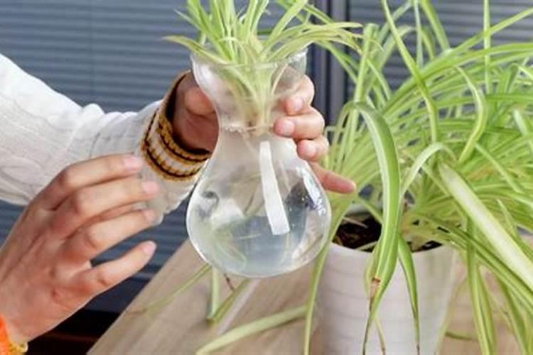 红薯怎么施肥能达到高产(种植扦插红薯高产追肥技术)