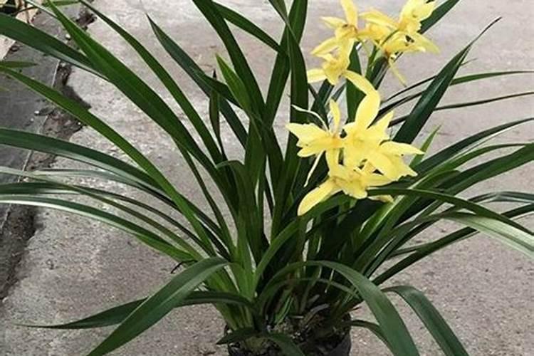 兰花施肥“顺口溜”,一句话就能记住