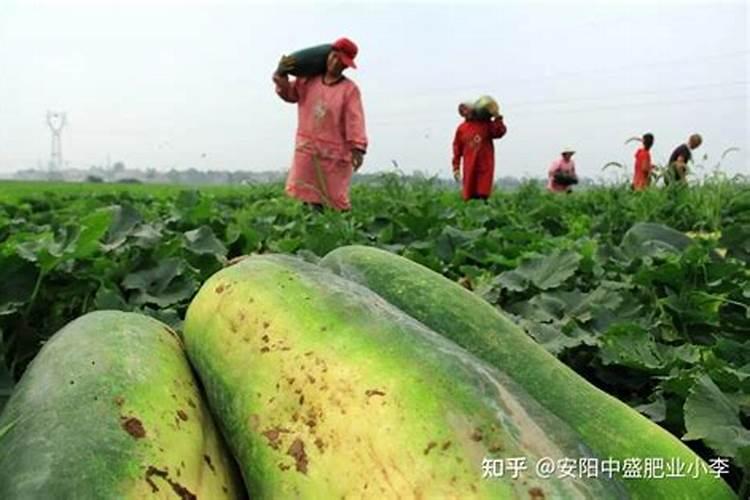 种冬瓜喜欢什么肥 冬瓜的施肥方法