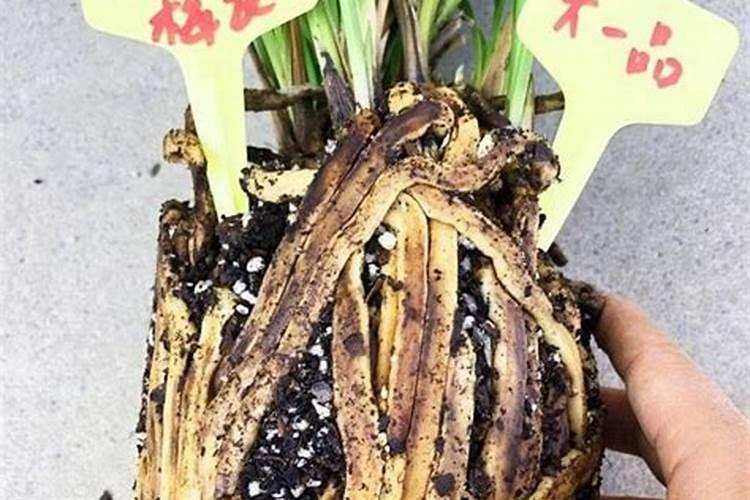 磷酸二氢钾加芸苔素用