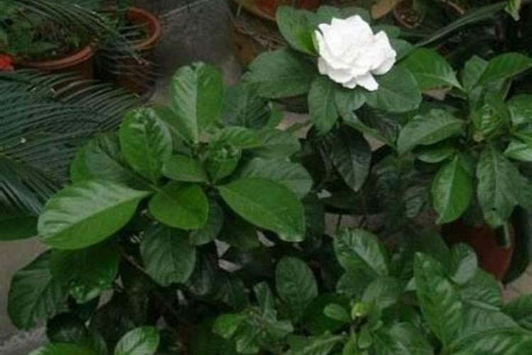 尿素可以用来给栀子花施肥吗 尿素能不能用来给栀子花施肥的呢