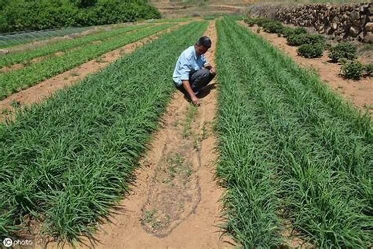 韭菜越冬施肥方法 有哪些给韭菜施肥的技巧