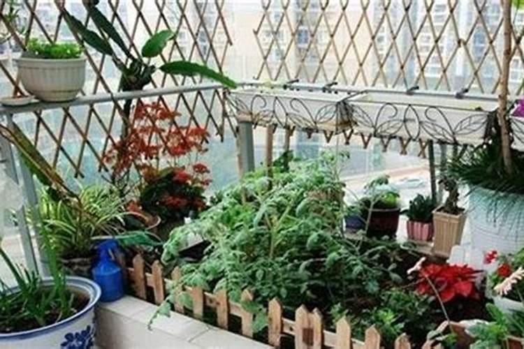 想让花快速开放,用什么肥料最好