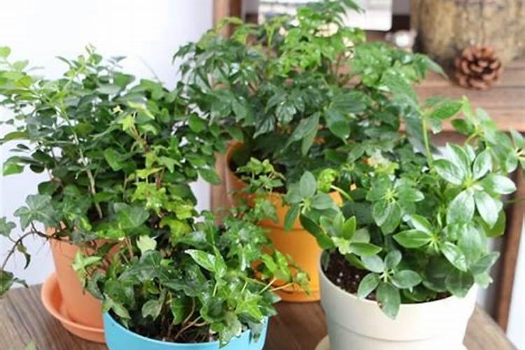 磷肥可以兑水浇花吗 磷肥对花卉的作用是什么