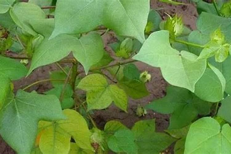 棉花花芽分化期喷施什么硼肥好？