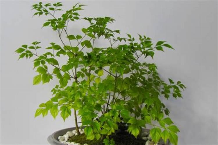 氮肥对植物的作用 氮肥对植物作用