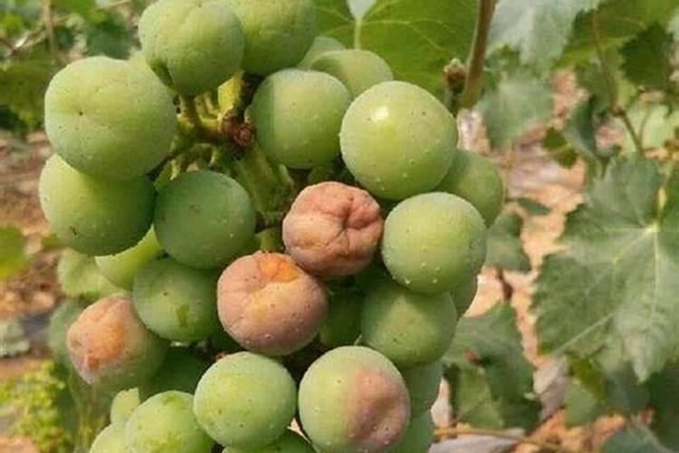 大豆做有机肥,怎么发酵？