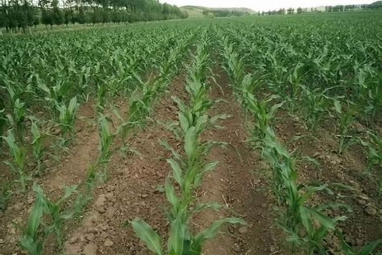 亚磷酸钾不能和哪些农药混用