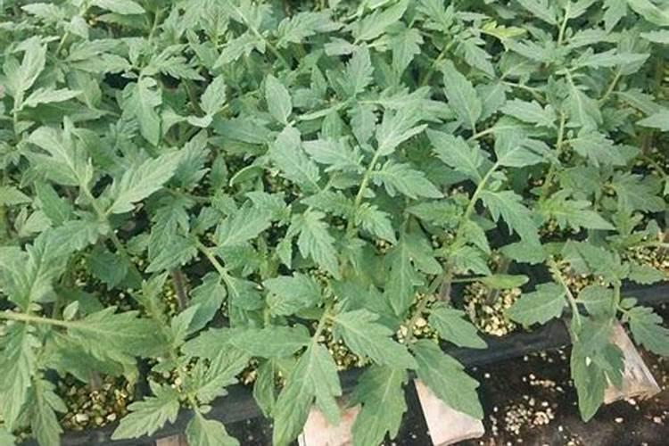 自家种番茄家里用什么肥料