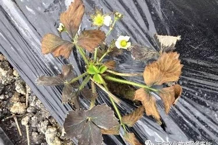 草莓烂根死苗怎么办