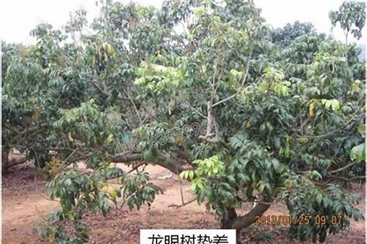 十年龙眼树无果出怎么办